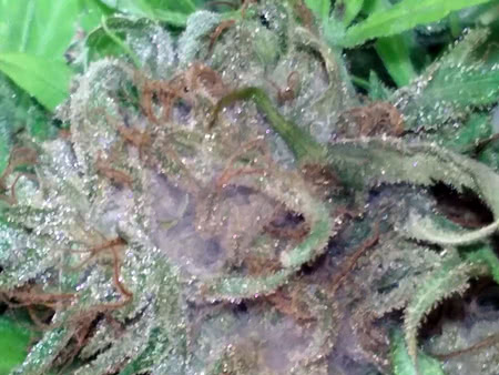 Cannabis not dried properly leads to mould and bud rot